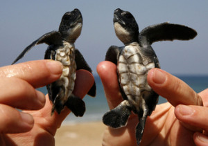 Caretta-caretta turtles from the nature reserve at Lara Bay in western Cyprus